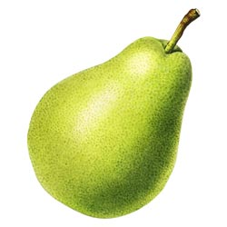 Pear Fruits